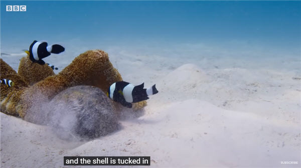 İngilizce öğrenmek için belgeseller, Blue Planet, Mavi Gezegen BBC